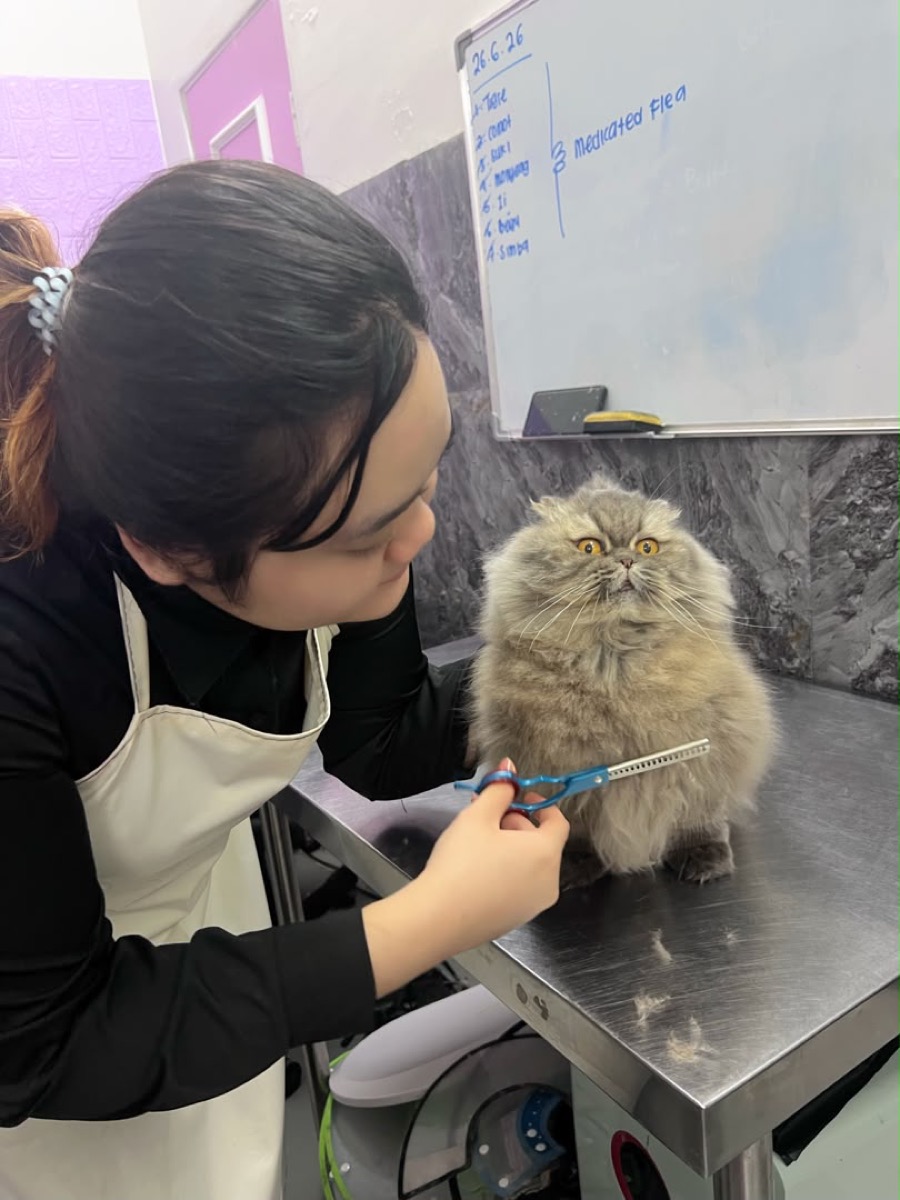 Fluffy Land staff trimming a long-haired cat