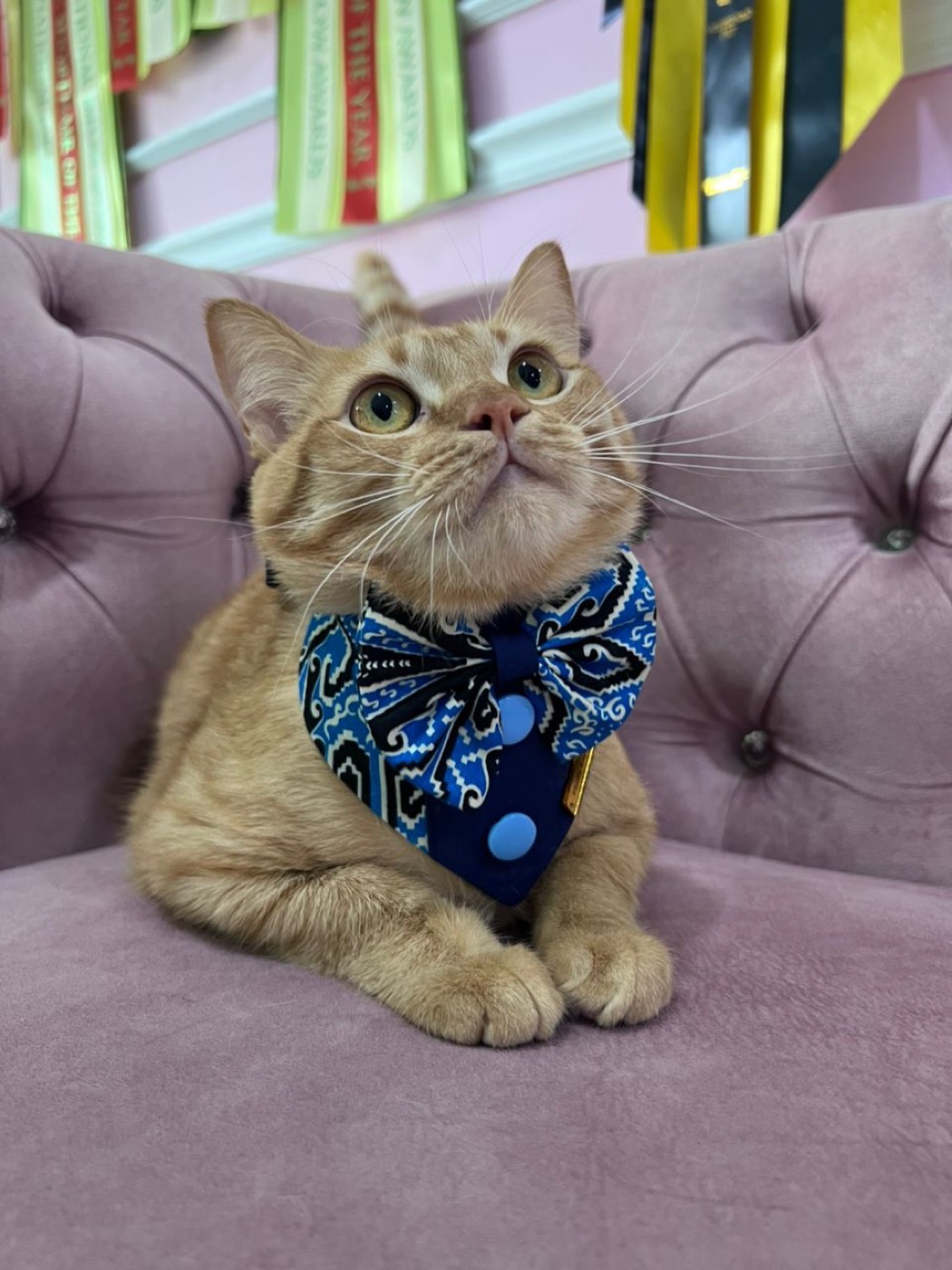 Batik Cat Collars