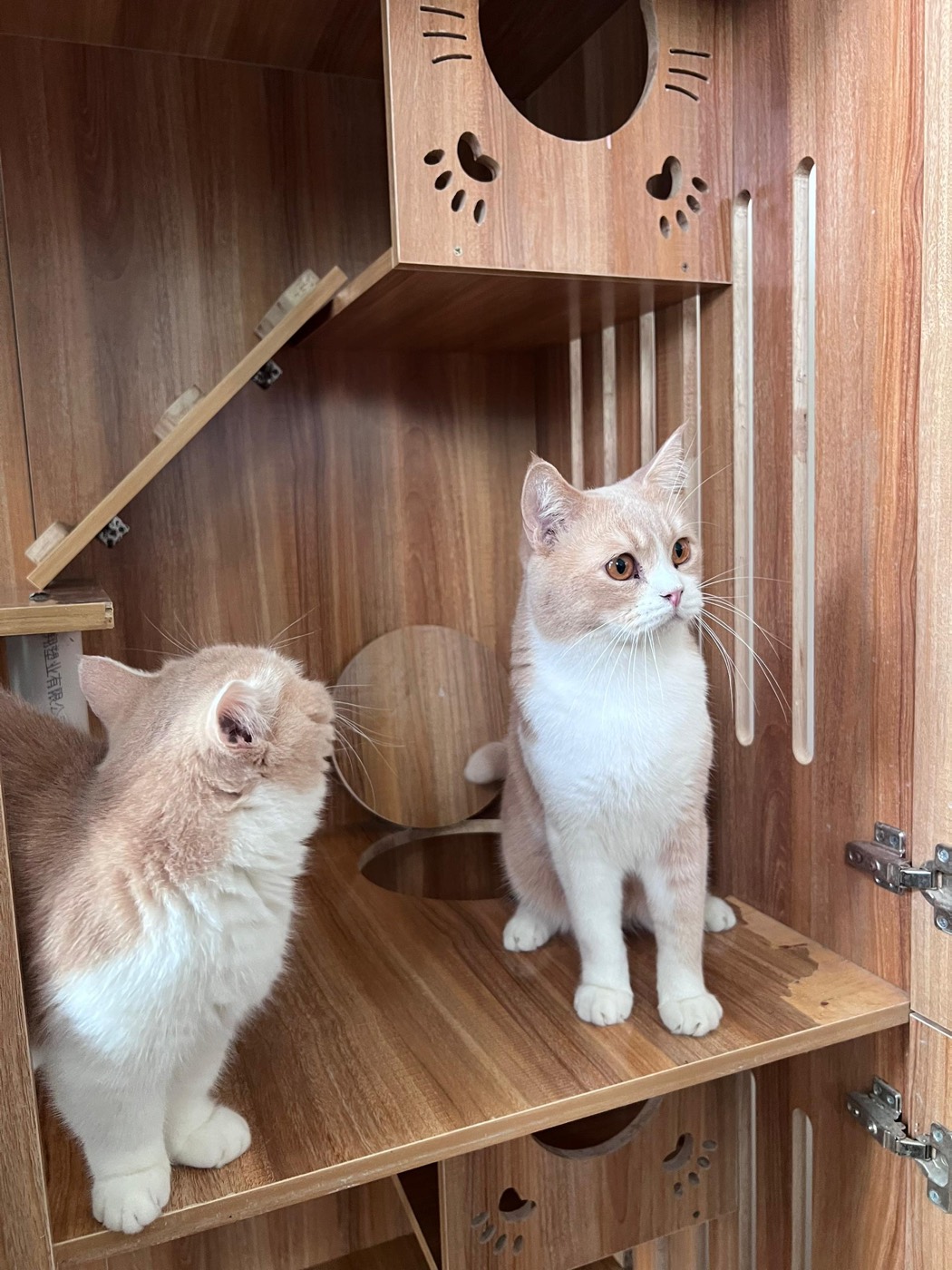 Happy guest cat