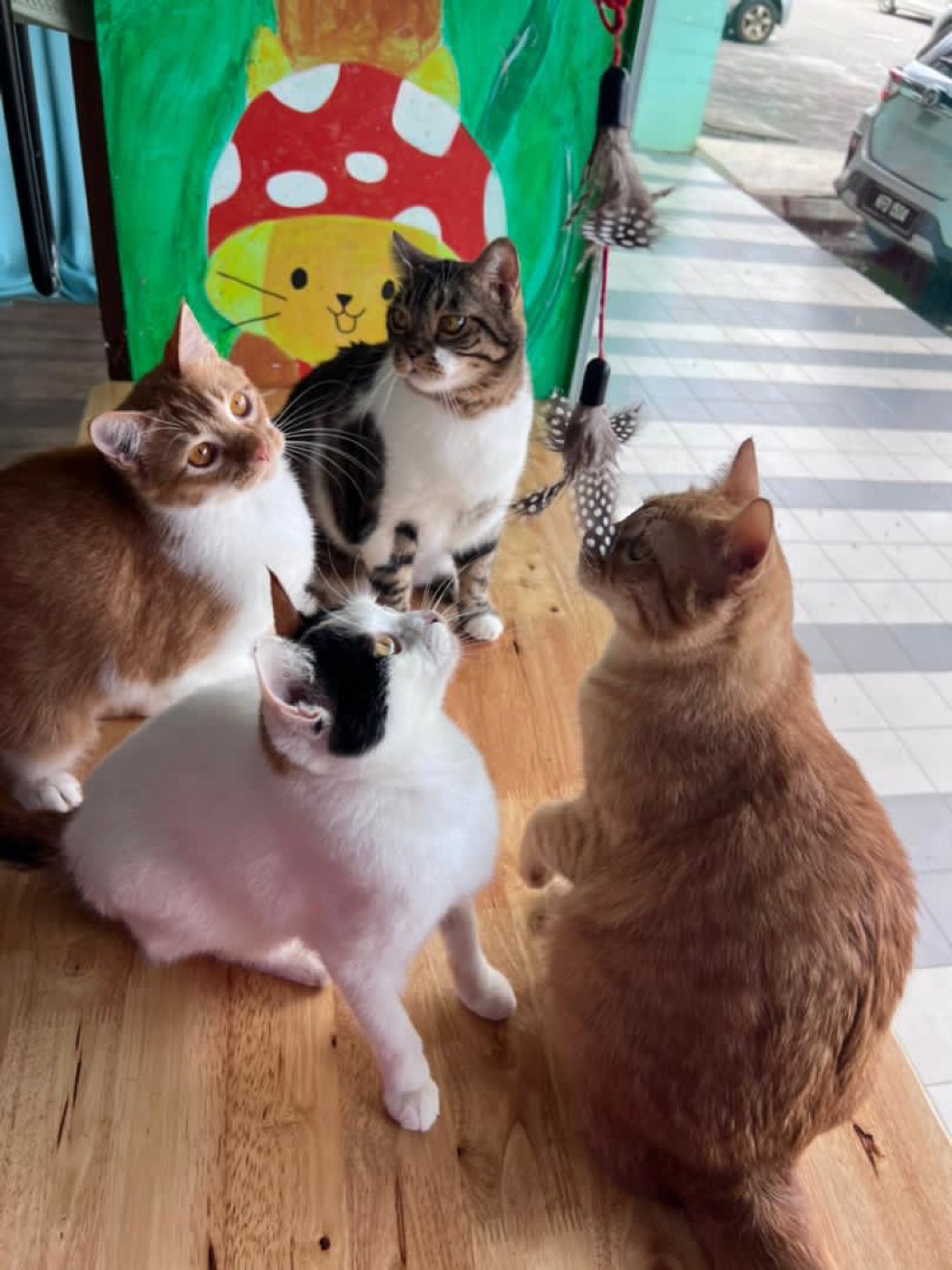 Happy guest cat