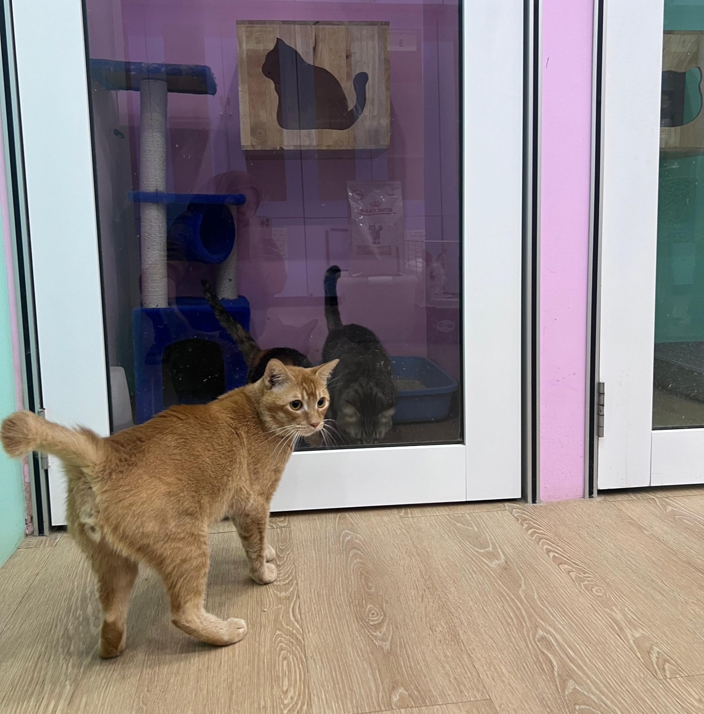 Happy guest cat